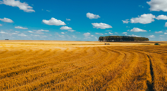 Field of crops